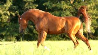 South Steens stallion quotValorquot in battle for mares [upl. by Aisilef662]