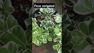 Ficus triangularis verigated lushplants shortsviral garden [upl. by Sel]