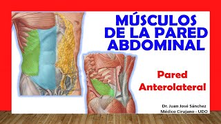 🥇 MÚSCULOS DE LA PARED ANTEROLATERAL DEL ABDOMEN Fácil Rápido y Sencillo [upl. by Turne]