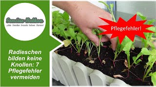 Radieschen bilden keine Knollen 🌱 sieben Pflegefehler vermeiden ⚡ [upl. by Juta]