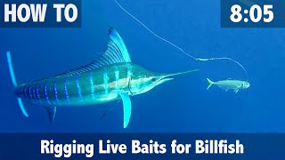 Rigging Live Baits for Billfish [upl. by Davenport]