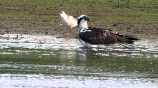 Rutland Ospreys [upl. by Adnawed]