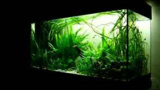 33 gal planted tank  Nature Aquarium [upl. by Rebane966]