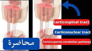 Descending pathways motor tracts شرح [upl. by Murat]