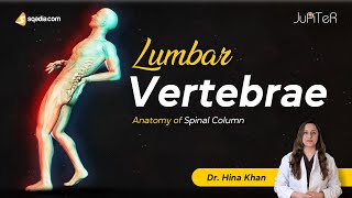 Lumbar Vertebrae L1L5 Spine Bone Anatomy  Facet Joints  Columna Vertebralis [upl. by Jean-Claude]