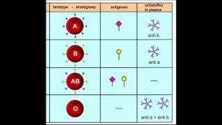 Bloedgroepen combinaties  Bloedtransfusies [upl. by Scevo810]