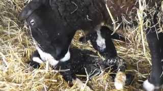 Zwartbles Lambing [upl. by Gnil]