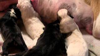 Newborn Puppies Nursing After BirthThey Are Only A Few Hours Old [upl. by Nodlehs]