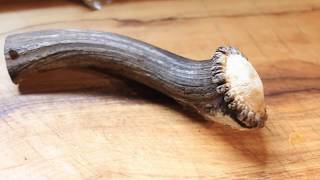 Stabilising a Deer Antler  Step by step instruction [upl. by Aztinay]