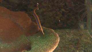 Bluestripe Pipefish Doryrhamphus excisus  Indische BlaustreifenSeenadel [upl. by Cyprian]