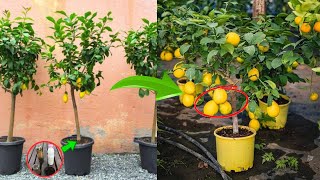 ¡Cultiva árboles de cítricos en maceta 🍋🌿 El Secreto de la Jardinería Japonesa🍋🌿 [upl. by Nameloc]