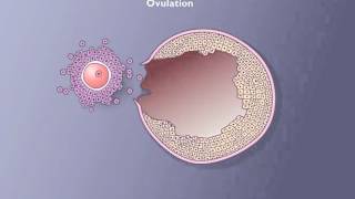 Follicle development [upl. by Junius340]