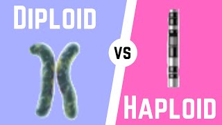 Diploid Cell vs Haploid Cell [upl. by Cirenoj]