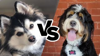 Pomsky or Bernedoodle – Choose Your Cuddle Buddy [upl. by Oglesby899]