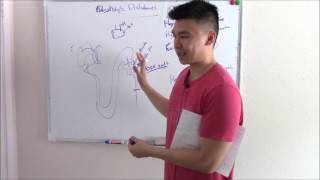 USMLE Renal 7 Electrolyte Disturbances Explained Sodium Potassium and more [upl. by Oza]