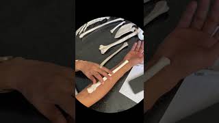 Bones of the upper limb  practical anatomy  SMU module [upl. by Sleinad]