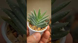 Aloe brevifolia aloevera espinhos plantas [upl. by Camille]