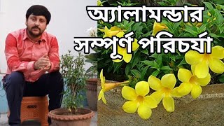 অ্যালামন্ডাঅলকানন্দা ফুল গাছের যত্ন ও পরিচর্যা  পর্ব ০১২০২১  My Garden Raju Paul [upl. by Arahk]