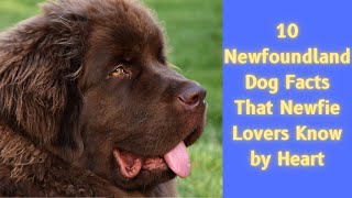 10 Newfoundland Dog Facts That Newfie Lovers Know by Heart [upl. by Noiz376]