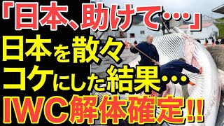 【海外の反応】「ざまぁみろ！」日本のIWC脱退でアイスランドが捕鯨中止に！食糧問題を悪化させてしまう最悪の事態に…【にほんのチカラ】 [upl. by Naimad]