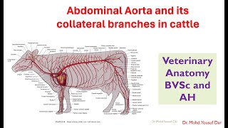 abdominal aorta and collateral branches in cattleBVSc veterinary Antomypooshmati [upl. by Handal]