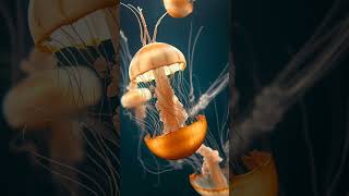 Dancing with Jellyfish A Divers Tale [upl. by Rozalin]