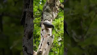 The eurasian nuthatchs marvellous song shorts [upl. by Alyk]