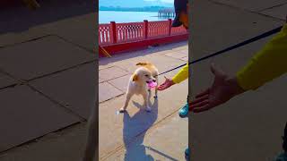 मेरा डॉग किसी के पीछे पड़ गया😭 funnydogs shorts [upl. by Vtehsta]