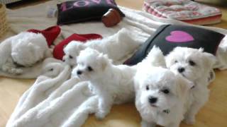 Maltese Puppies at 8 Weeksmp4 [upl. by Cheyne855]