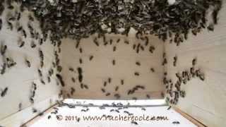 Dans une ruche Warré intérieur  natural beekeeping rucher école Villa le Bosquet [upl. by Lussi]