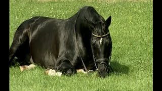 Kostolany  Famous trakehner stallion Totilas Blue Hors Matine [upl. by Margot]