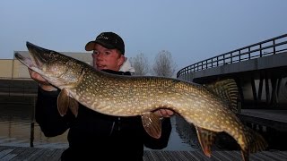 Doodazen op snoek met live aanbeten waterwolf beelden en een dikke metersnoek [upl. by Okin877]