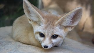 Worlds Most Adorable Fox The Fennec Fox animals nature shorts [upl. by Vladamar]