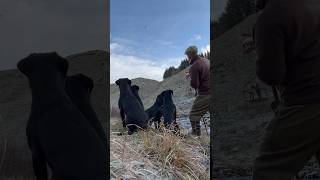 Amazing high Partridge shot following by a fantastic retrieve Picking up with Labrador Retrievers [upl. by Ocramed938]