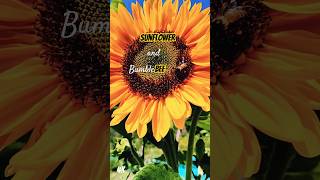 Sunflower and Bee Finally Revealed  Bumblebee  Honey Bees🐝 Pollination  Insect  shorts [upl. by Suivatram]