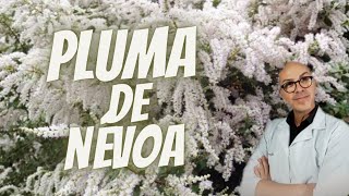 PLUMA DE NÉVOA ou Falsa Mirra ANTIBACTERIANA e ANTIFÚNGICA potente [upl. by Krissie793]