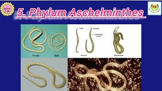 5 Phylum Aschelminthes class 11  all about phylum Aschelminthes by PD Mam 👍✌️ [upl. by Akcirre]