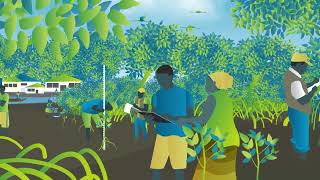 Mangrove Restoration  series  Video 4  Sustaining Mangroves [upl. by Lilac]