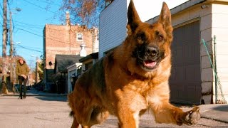 German Shepherd Dog Running In 4K Slow Motion  Alsatian Shepherd Dog [upl. by Eillah190]