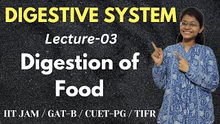 Digestive System 03  Digestion of Food  IIT JAM Biotechnology [upl. by Yajet216]