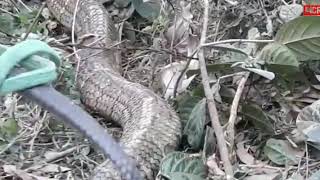 Catching Giant Wild King Cobra 20kg in Vietnam [upl. by Zipnick20]