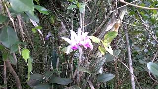 Orquídea Cattleya intermedia  habitat natural  Atlantic Forest Orchid in the Wild [upl. by Amek412]