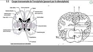Cours  Terminale L2  SVT  Organisation de lencéphale  Organisation externe de lencéphale [upl. by Hcirdeirf855]