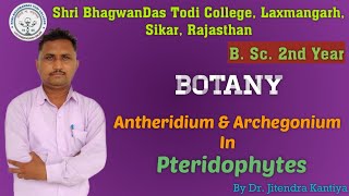 B Sc 2nd Year  Botany  Antheridium  Dr Jitendra Kantiya  Shri BhagwanDas Todi College [upl. by Ivens]