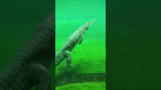 Ranichi baug राणीची बाग  Mumbai crocodile bycullazoo byculla animals [upl. by Limann]