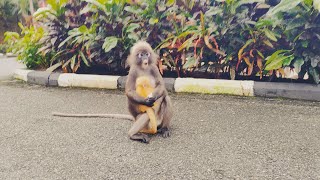 feeding and back to home  Berjaya Langkawi Resort [upl. by Sgninnej]