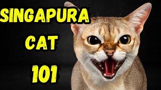 Singapura Cat Pros and Cons  Facts Everything You Need To Know [upl. by Henning]