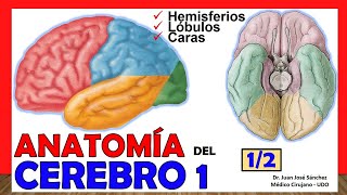 🥇 ANATOMÍA DEL CEREBRO 12 Telencéfalo ¡Explicación Sencilla [upl. by Akessej]