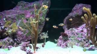 Small Coral Reef Aquarium  FULL HD 1080p [upl. by Sherris]