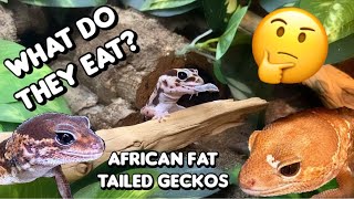 What I Feed My African Fat Tailed Geckos [upl. by Peer]